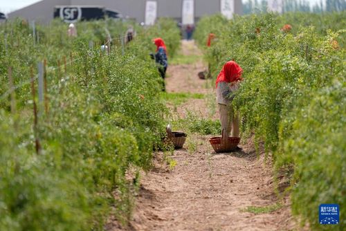 枸杞地里的除草剂，你了解吗？