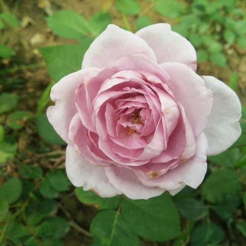 苏醒月季：南方夏天的切花明星