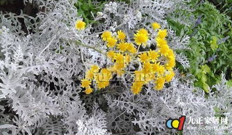 芙蓉菊养殖，从种子选购到管理技巧