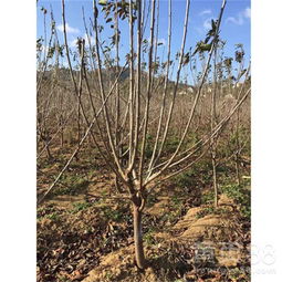 大樱桃树扦插繁殖法，轻松培育新树苗！