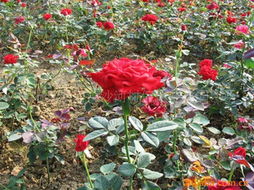 新河镇花木基地：特色苗木品种大揭秘