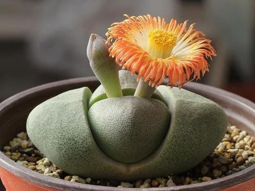 鸡蛋壳可以养什么花？新手也能养好的是哪种花