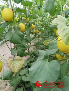 “在什么时间种植哈蜜瓜最适宜？有哪些种植技巧需要注意
