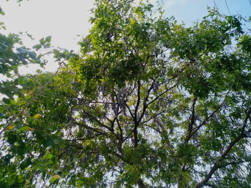 皂角树在东北的冬天：它嫩平安过冬吗？