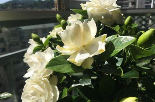 栀子花叶干枯，如何挽救这株美丽的生命