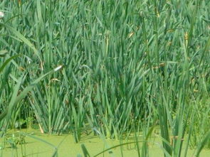 香蒲草的价格之谜