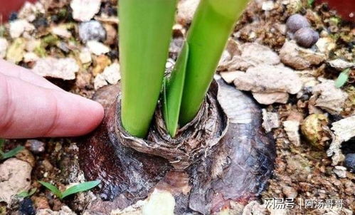 风雨兰种植攻略：快速掌握球茎栽培技巧，开花只需数周！