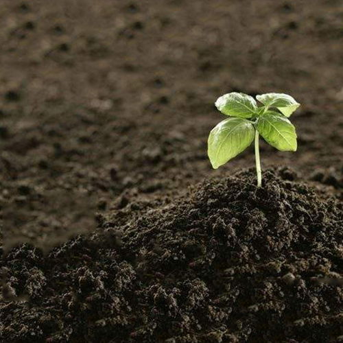 生态环境：除草剂对大自然的伤害