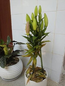百合花叶子为什么会突然掉落？