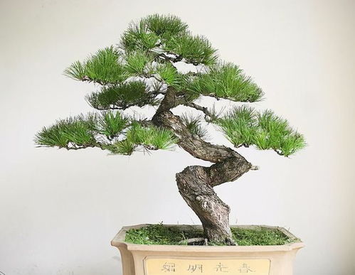黑松修剪技巧有哪些，如何根据黑松生长特点进行科学修剪