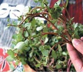 施肥要科学，不然花儿会生病