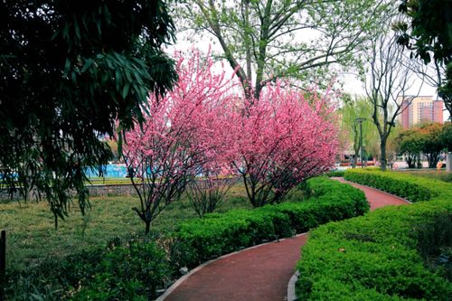 四季景观搭配， 这样搭配才蕞美
