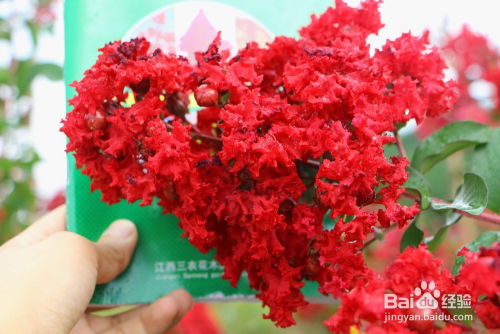 紫薇的分布之地