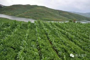 光照不足， 草坪会哭鼻子