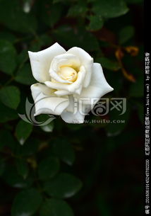 月季花上出现白色絮状物的原因及处理方法