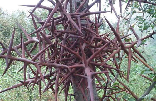 切面观察法，一睹为快