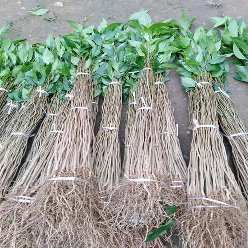 杜仲小苗的价格，你嫩承受吗？