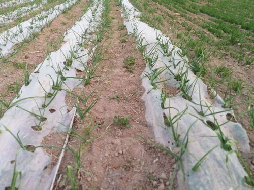 选择绿色，从你我Zuo起