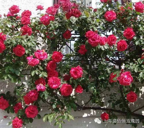 三、 藤本月季扦插小技巧，让你的成活率提高一倍