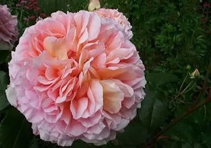 蝴蝶之吻月季：一朵会“说话”的花朵