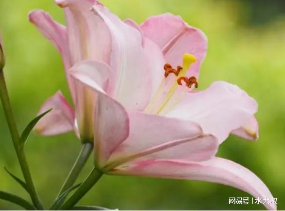 土壤的魔力：微酸土壤是关键