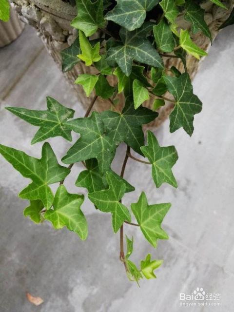 施肥篇：让藤蔓茂盛， 叶子翠绿