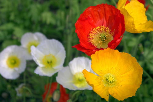 北方种植虞美人花的季节探讨