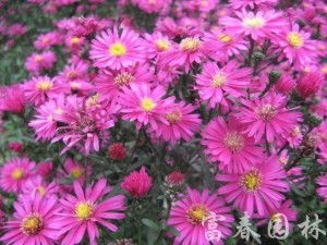 荷兰菊扦插， 了解一下