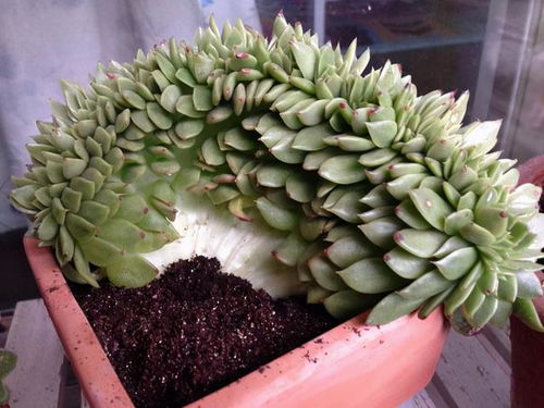 夏天露养多肉植物，如何掌握适宜浇水技巧避免烂根