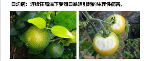 葡萄日灼病和日晒病在高温干旱条件下发生规律有何不同