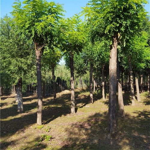 红花洋槐和香花槐有什么区别？哪种更适合围墙边种植