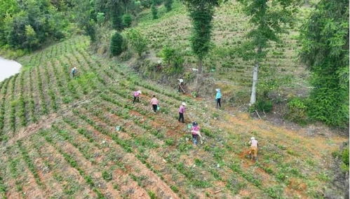 广宁茶油补苗服务：中野茶油基地联系方式