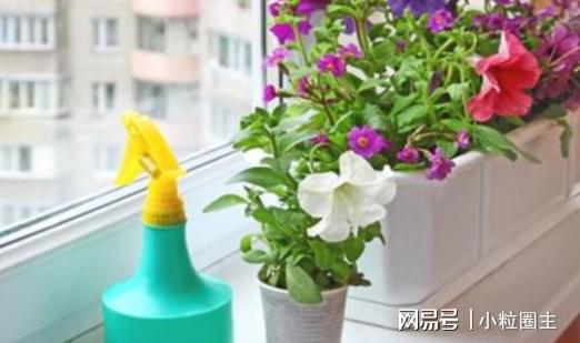 晚上浇花，植物会生病吗