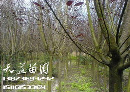 红叶李栽培价值探讨