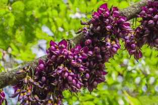 油麻藤花， 紫色中的美味