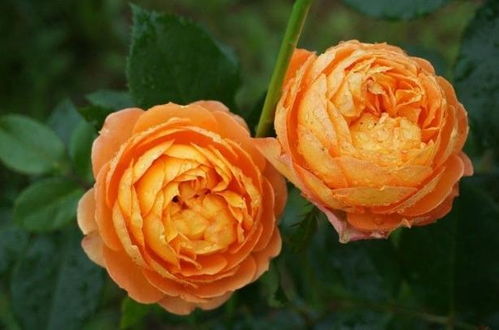 抗病性强：新手种植的佳选