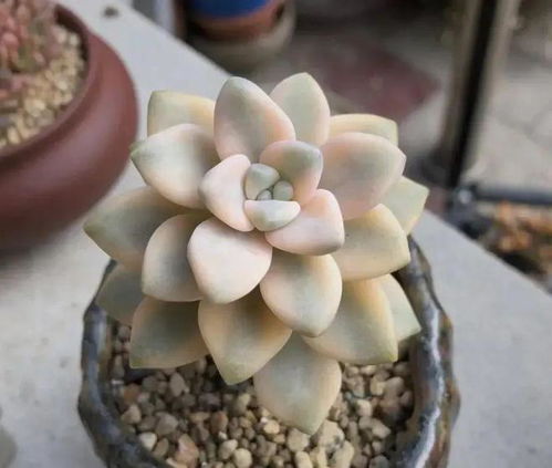 阳台养美杏锦，多肉爆款种植攻略，10招轻松上手！
