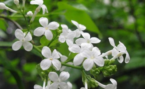 如何在家种植盆栽丁香花，轻松实现花香四溢的家居赏花体验