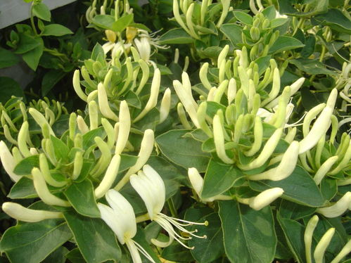 抚顺的李大姐，咋把金银花种成光杆司令了？