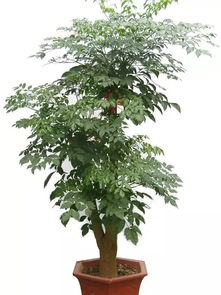 阳光， 幸福树的“维生素”