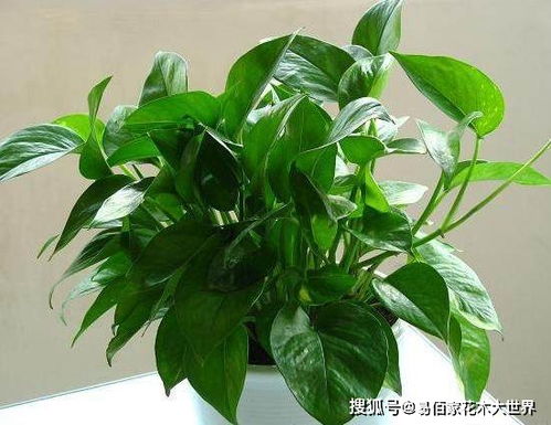 如何预防绿萝吊兰长虫？虫害防治方法有哪些