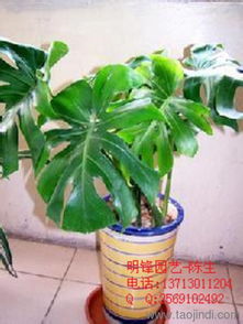 花卉名称的丰富与多样