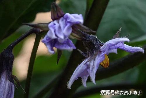 交替进行，降低成本：云南农科院的创新实践