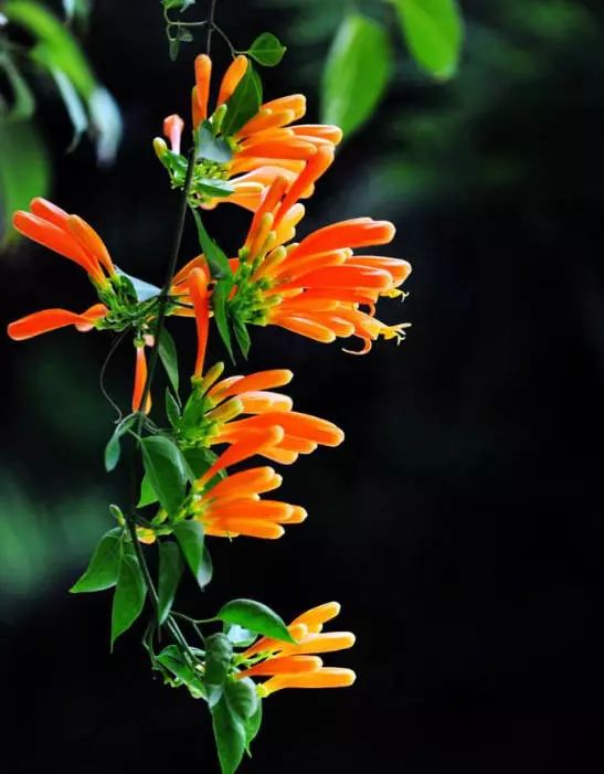 炮仗花藤的绘制心得