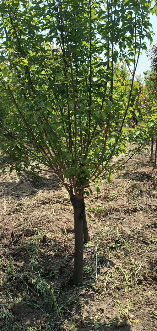 红梅嫁接的寿命之谜