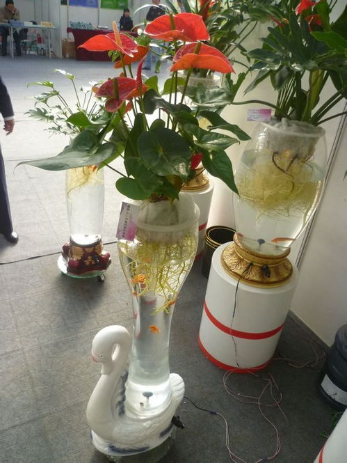 卧室水培植物哪种最好？推荐6种适合卧室养护的植物是哪些