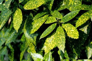 洒金珊瑚的耐阴性和养护要点