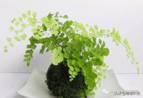 金钱串养殖需营造富含氧气、绿色植物环绕的生态环境