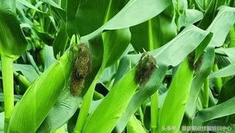 茭白螟虫， 防治有妙招