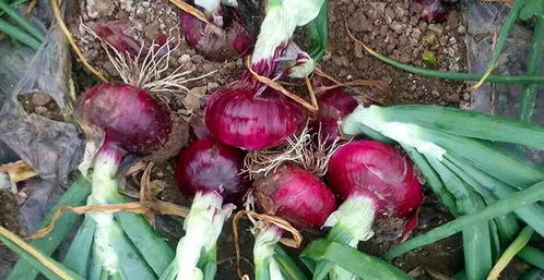 生物制剂， 健康种植的好帮手